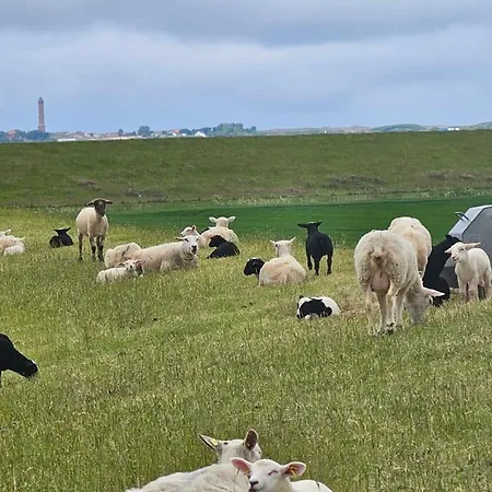 Ferienappartment Weisse Duene *